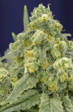 White Widow (28g)