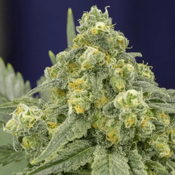 White Widow (28g)