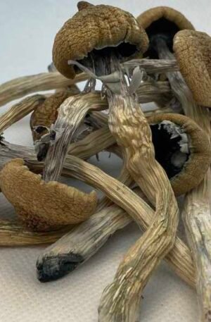 Magic (Psilocybin) Mushroom – 28g