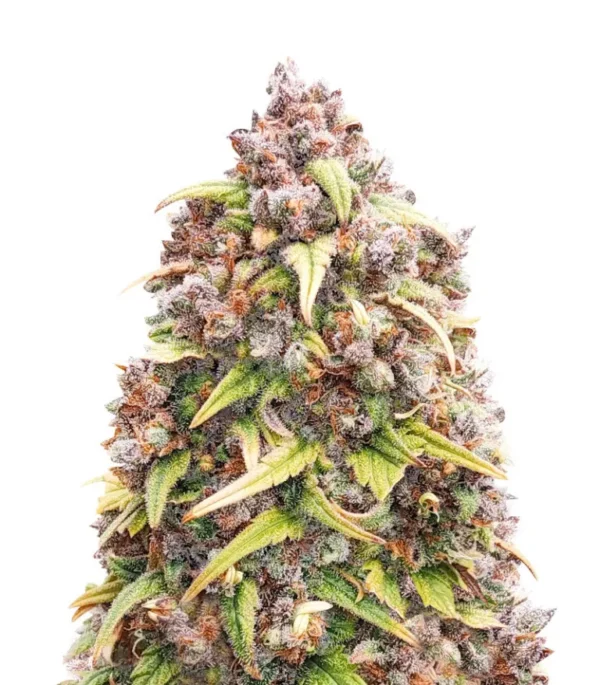 Blueberry Purple (56 seeds)2