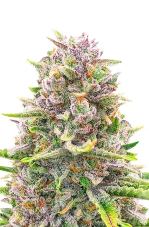 Bruce Banner Auto Feminized (56 seeds)