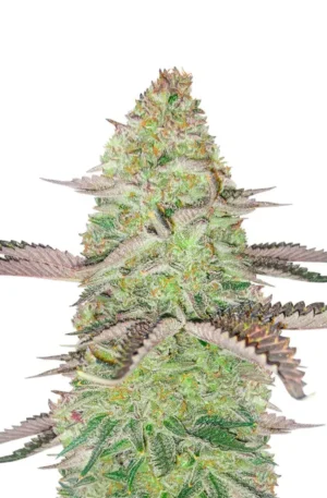 GSC Feminized (56 seeds)