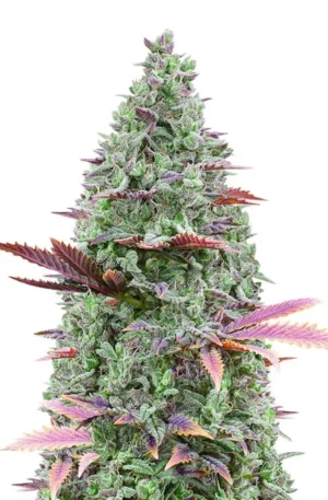 Cannabis: Earth’s Miracle Plant and Why It’s Changing the World