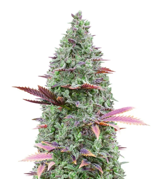 Cannabis: Earth’s Miracle Plant and Why It’s Changing the World