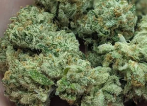 Cereal Milk Strain: Best Cannabis