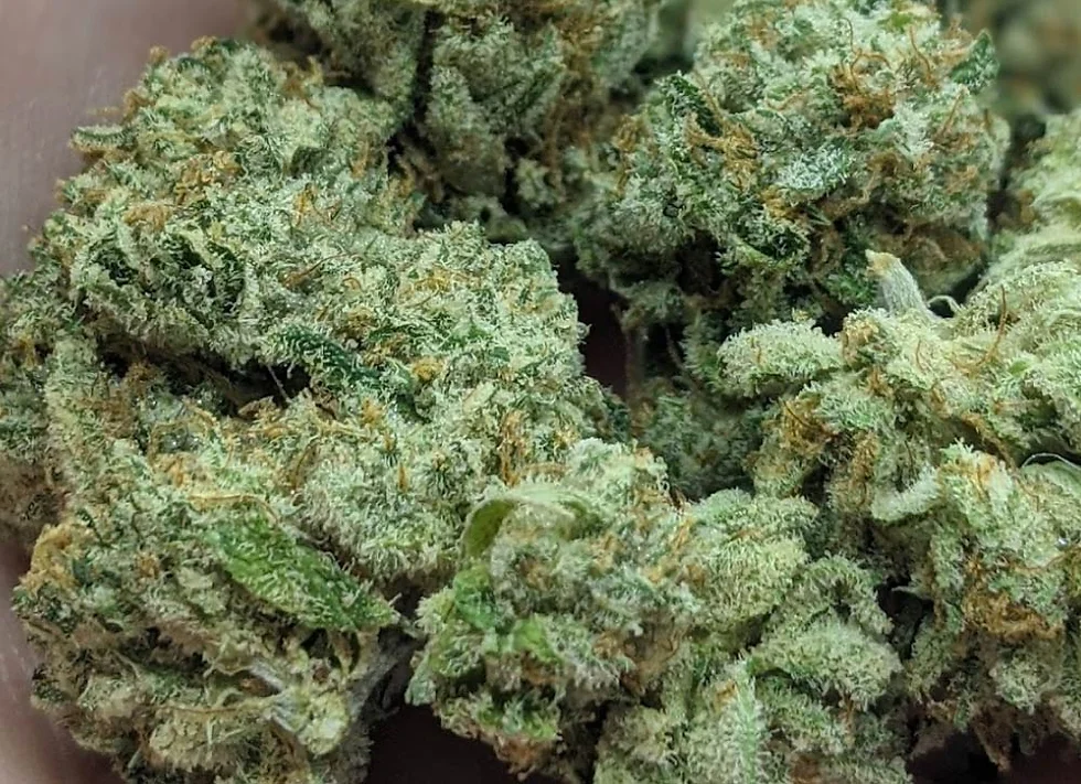 Cereal Milk Strain Cereal Milk Strain: Best Cannabis