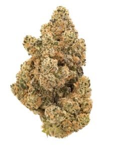 Afghan Kush strain