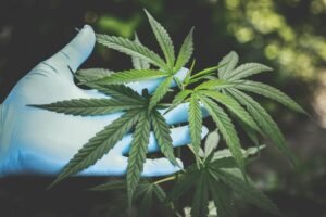 Grow Cannabis at Home
